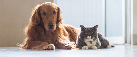 How to Keep Your Pets Safe and Healthy