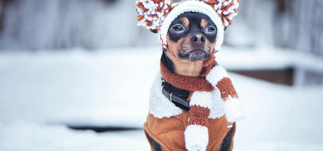 Keeping Your Pets Warm in the Winter